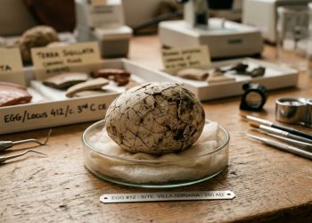 O “ovo impossível” descoberto na Inglaterra ainda contém clara e gema depois de 1.700 anos