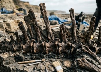 A descoberta de um dinossauro com “vela gigante” está fascinando cientistas e fãs da pré-história