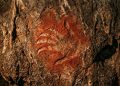 A mão pré-histórica de 67.800 anos que está deixou arqueólogos do mundo inteiro em choque