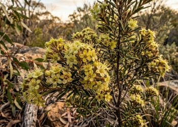 Após permanecer escondido por mais de 100 anos, arbusto rosa brilhante é finalmente identificado como nova espécie australiana