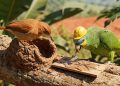Papagaio verde usando capacete amarelo aparece ao lado de um pássaro marrom, enquanto interage com ferramentas sobre uma madeira em ambiente natural.