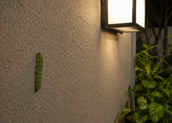 Especialistas alertam que lagartas aparecendo dentro de casa podem revelar um problema comum e fácil de resolver