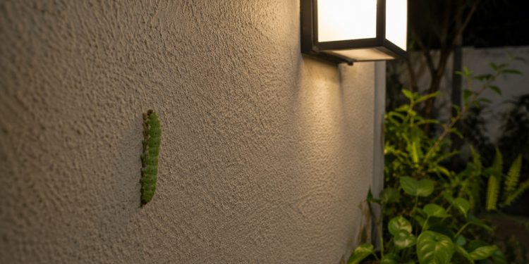 Especialistas alertam que lagartas aparecendo dentro de casa podem revelar um problema comum e fácil de resolver