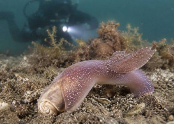 O enorme caracol marinho que surpreendeu pesquisadores após ser encontrado perto de Tholen