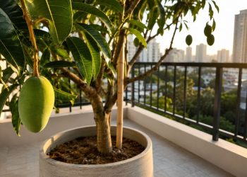 Como cultivar uma mangueira em vaso dentro de casa mesmo sem jardim e colher frutos em pequenos espaços