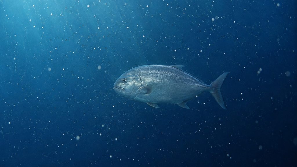 peixes