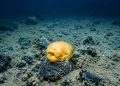 O “ovo dourado” descoberto a quilômetros de profundidade no oceano escondia uma origem surpreendente