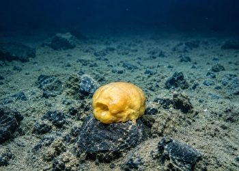 O “ovo dourado” descoberto a quilômetros de profundidade no oceano escondia uma origem surpreendente