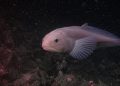 Imagens raras mostram peixe nadando para trás a 260 metros de profundidade no Ártico