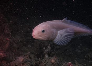 Imagens raras mostram peixe nadando para trás a 260 metros de profundidade no Ártico