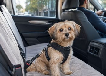 Como transportar seu pet no carro com segurança e evitar multas