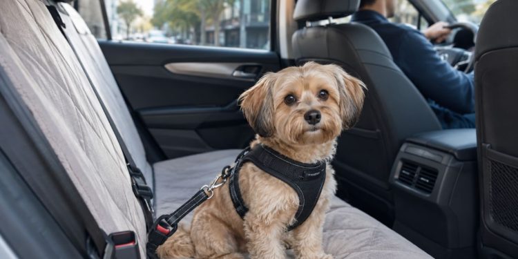 Como transportar seu pet no carro com segurança e evitar multas