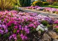 Jardineiros elegeram essa espécie como a planta rasteira perfeita para deixar o jardim mais verde em pouco tempo