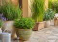 Sete plantas fáceis de cultivar podem ajudar a afastar carrapatos do jardim de forma natural, unindo beleza, aroma e proteção ecológica