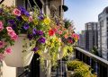 Esta espécie é a nova rainha das varandas, que encanta com uma cascata de flores em forma de sino