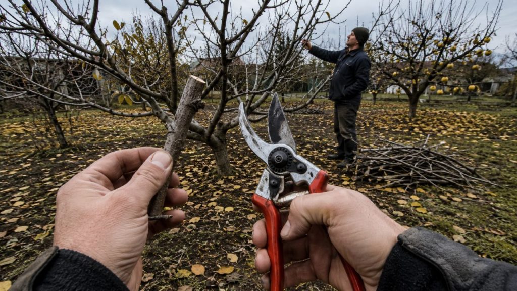 Nem limoeiros nem laranjeiras: quais árvores frutíferas devem ser podadas em maio e por quê?