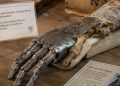 Um guerreiro enterrado há séculos na Idade Média foi encontrado com uma "mão de ferro" incrivelmente preservada