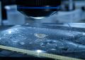 O ser microscópico que sobreviveu congelado por 24 mil anos no gelo