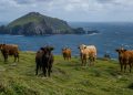 Cinco vacas foram deixadas em uma ilha remota no século XIX. O que aconteceu com elas nos 130 anos seguintes surpreendeu os cientistas