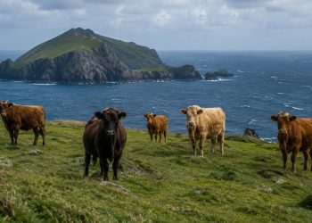 Cinco vacas foram deixadas em uma ilha remota no século XIX. O que aconteceu com elas nos 130 anos seguintes surpreendeu os cientistas