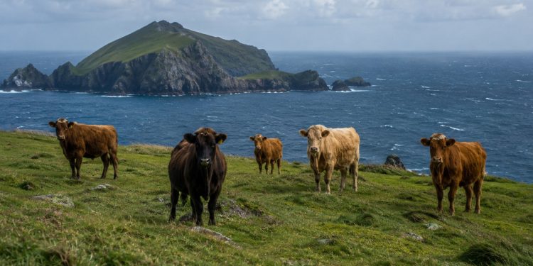 Cinco vacas foram deixadas em uma ilha remota no século XIX. O que aconteceu com elas nos 130 anos seguintes surpreendeu os cientistas