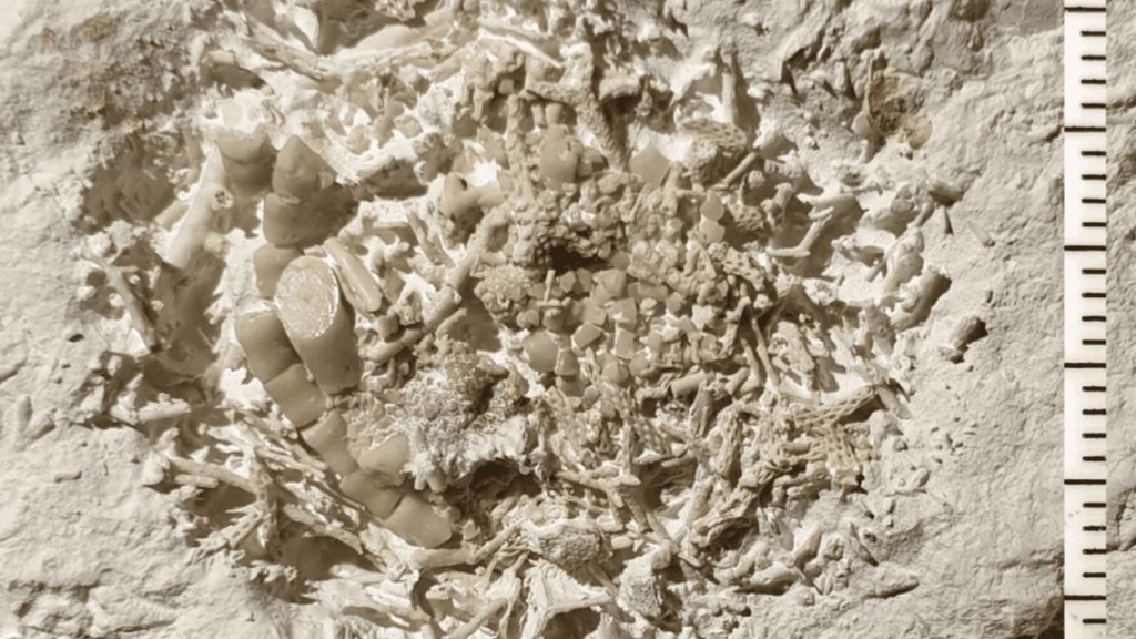 Um fóssil de vômito com 66 milhões de anos está revelando segredos perdidos do mundo dos dinossauros