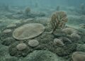 Como criaturas “alienígenas” de 570 milhões de anos foram preservadas com detalhes impressionantes