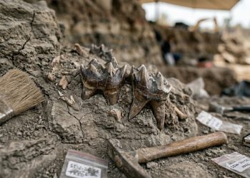Dentes fossilizados encontrados no Paquistão estão revelando os últimos capítulos de uma dinastia de caçadores esquecidos.