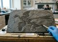 Um "dragão" de quatro asas foi descoberto na China: um parente do Velociraptor que pode ter caçado pássaros há 120 milhões de anos