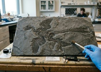 Um "dragão" de quatro asas foi descoberto na China: um parente do Velociraptor que pode ter caçado pássaros há 120 milhões de anos