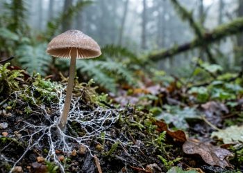 Um gene herdado de bactérias pode estar ajudando fungos a influenciar o clima da Terra