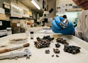 Fósseis de 18 milhões de anos revelam uma linhagem extinta que pode estar entre as mais antigas da história dos marsupiais