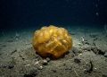 Objeto dourado descoberto nas profundezas do oceano não era alienígena nem ovo misterioso