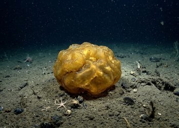 Objeto dourado descoberto nas profundezas do oceano não era alienígena nem ovo misterioso