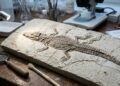 Cientistas descobrem detalhes surpreendentes da pele de um de um possível "primo" pré-histórico de 125 milhões de anos dos crocodilos