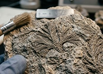 Fósseis de 520 milhões de anos encontrados na China estão reescrevendo a história dos primeiros animais