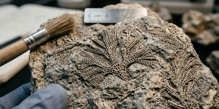 Fósseis de 520 milhões de anos encontrados na China estão reescrevendo a história dos primeiros animais
