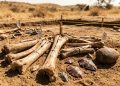 Em parte caçadores, em parte necrófagos: no Quênia, ossos de 1,6 milhão de anos revelam que os primeiros humanos alternavam suas estratégias para obter carne