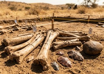 Em parte caçadores, em parte necrófagos: no Quênia, ossos de 1,6 milhão de anos revelam que os primeiros humanos alternavam suas estratégias para obter carne