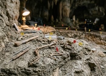 Fósseis de 1 milhão de anos encontrados na Nova Zelândia reescrevem a história das extinções
