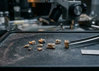 Menores que uma unha, estes dentes de 66 milhões de anos podem abrir a porta para um capítulo perdido da história humana