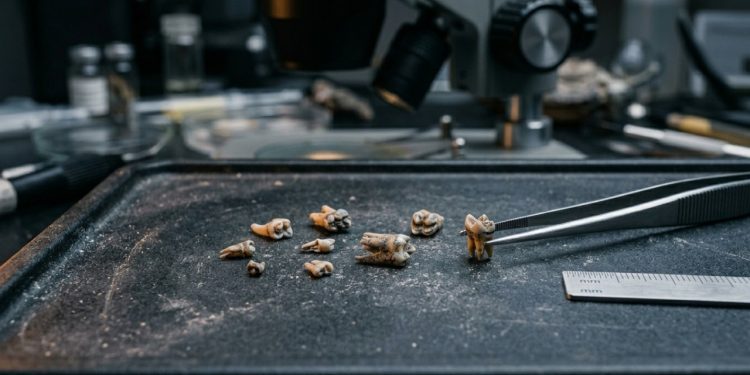 Menores que uma unha, estes dentes de 66 milhões de anos podem abrir a porta para um capítulo perdido da história humana