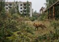 Quase 40 anos após Chernobyl, pesquisadores encontram animais com uma habilidade única que pode revolucionar os estudos sobre o DNA