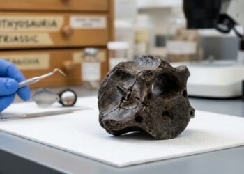 Esquecido por mais de 100 anos em um museu, fóssil revela combate violento entre dois predadores pré-históricos