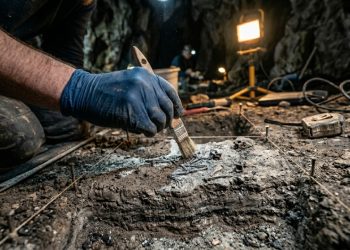 Um mundo perdido de 1 milhão de anos ressurge na Nova Zelândia e muda o que sabíamos sobre as extinções das espécies