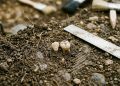 Em Charente, a descoberta de dois dentes de leite neandertais conta a história de nossos ancestrais distantes