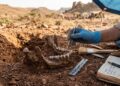 Mandíbula de 2,6 milhões de anos reescreve a evolução humana: antigo hominídeo foi muito mais longe do que pensávamos