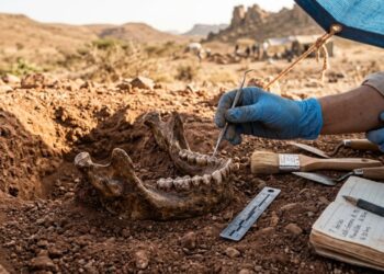 Mandíbula de 2,6 milhões de anos reescreve a evolução humana: antigo hominídeo foi muito mais longe do que pensávamos