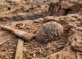 Por que encontramos tantos ossos de dinossauro, mas tão poucos ovos? Nova pesquisa traz resposta surpreendente