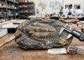 Cientistas descobrem no Brasil fóssil de um mundo perdido há 400 milhões de anos